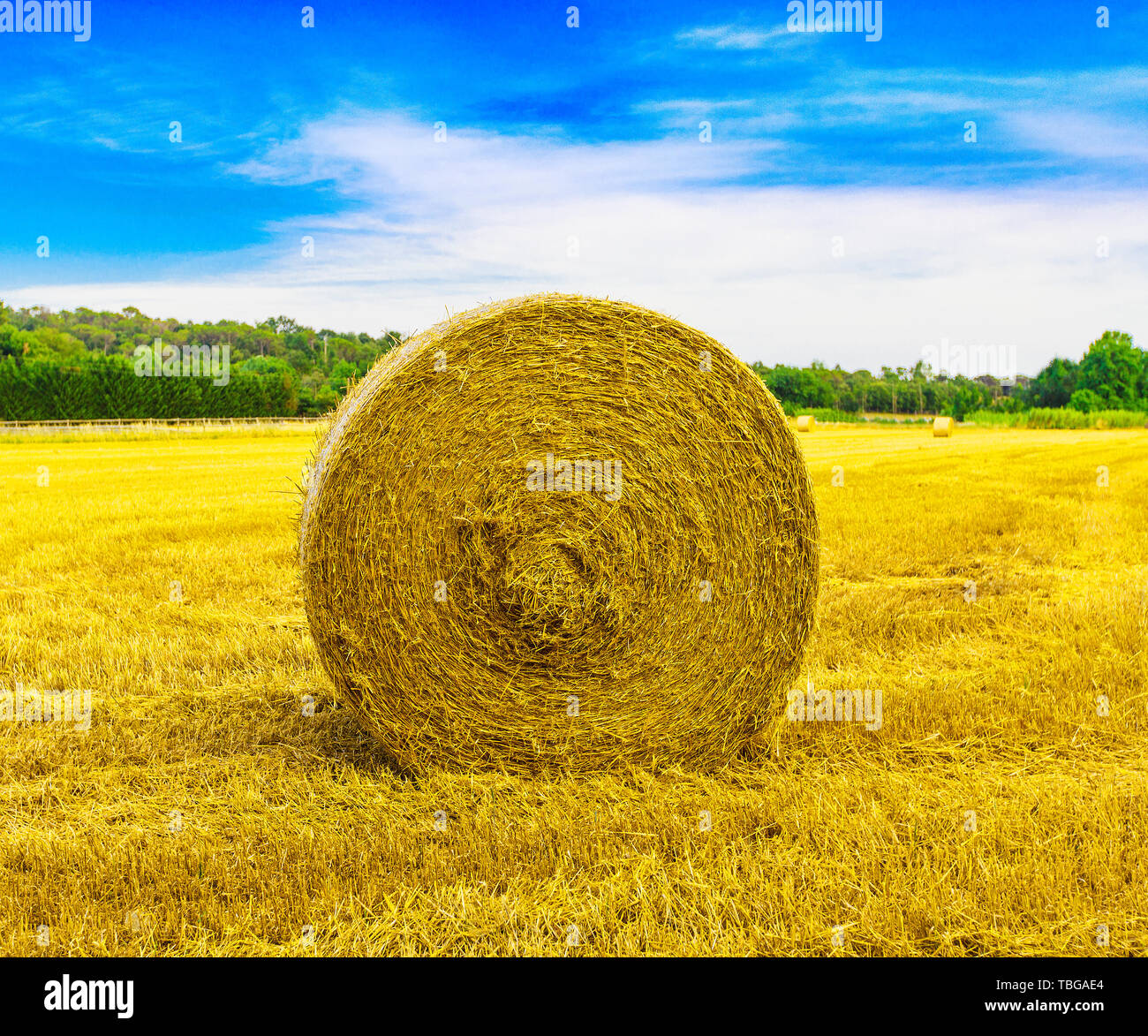 Straw ball on field in Spain Stock Photo Alamy