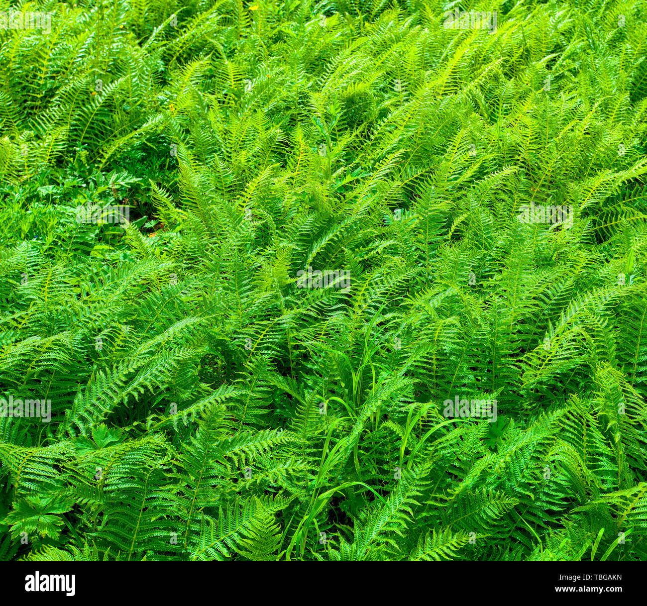 Nephrolepis exaltata (The Sword Fern) - a species of fern in the family Lomariopsidaceae as background Stock Photo