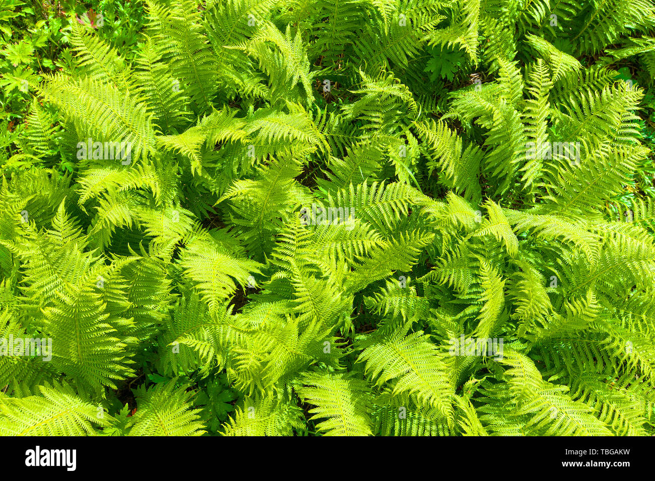 Nephrolepis exaltata (The Sword Fern) - a species of fern in the family Lomariopsidaceae Stock Photo