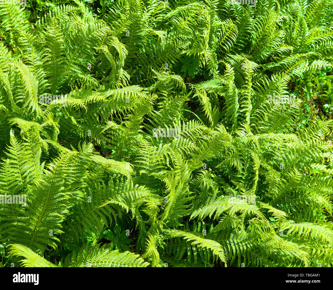 Nephrolepis exaltata (The Sword Fern) - a species of fern in the family Lomariopsidaceae Stock Photo