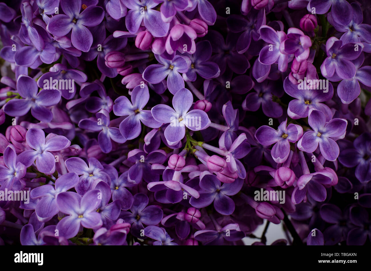 Beautiful purple lilac flowers. Macro photo of lilac spring flowers ...