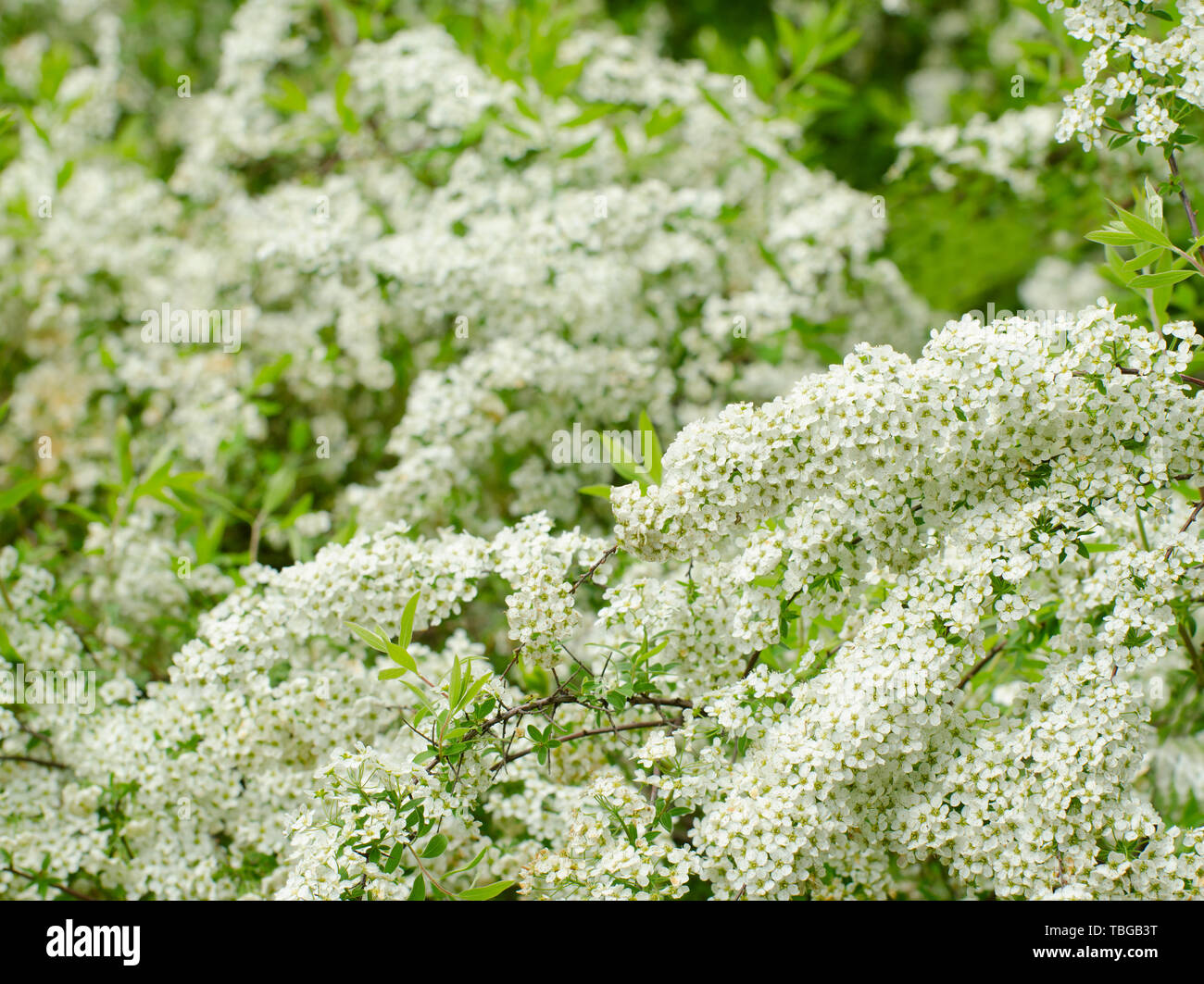 White Spirea High Resolution Stock Photography And Images Alamy White Spirea High Resolution Stock Photography And Images Alamy