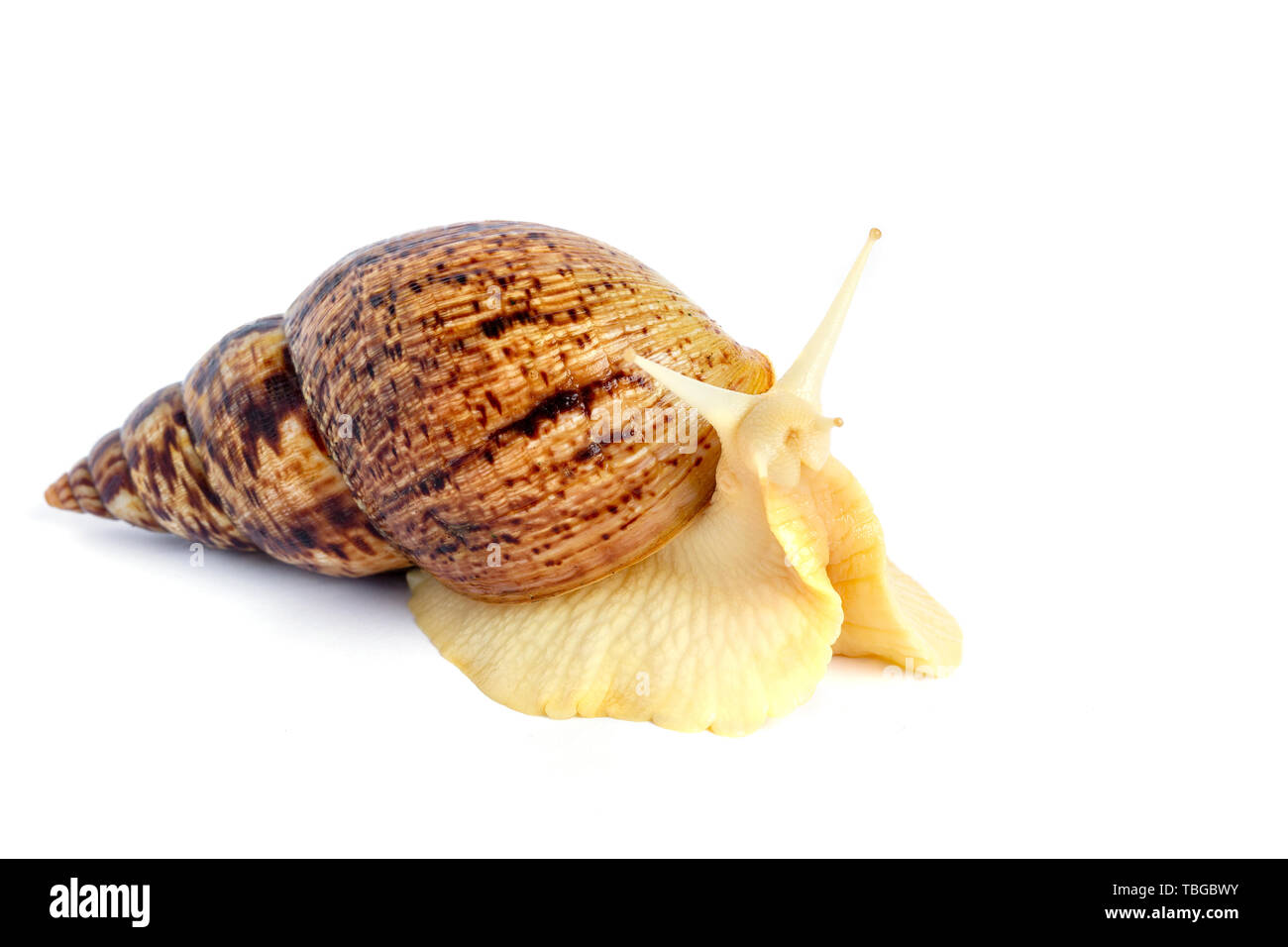 A Large Brown Snail Ahaatin Ahatina Giant African Snail Achatina Fulica Lissachatina Fulica Looking At Us Close Up Stock Photo Alamy