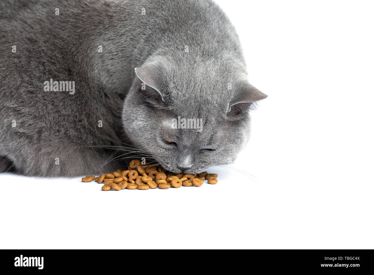 Cat Eat Dry Food Front View On White Background Stock Photo Alamy cat-eat-dry-food-front-view-on-white-background-stock-photo-alamy