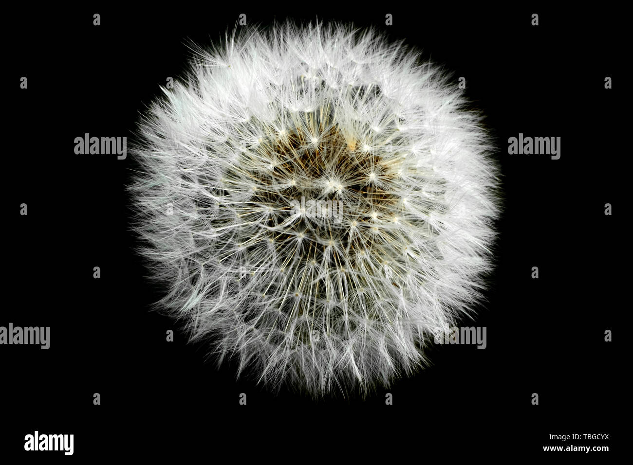 A dandelion with seeds isolated against a black background. Stock Photo