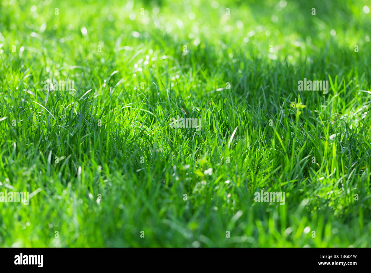 Green grass field sunny background Stock Photo - Alamy