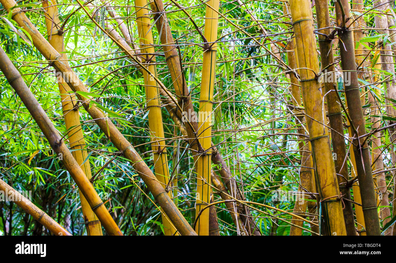Lanscape of bamboo tree in tropical rainforest, China Stock Photo Alamy