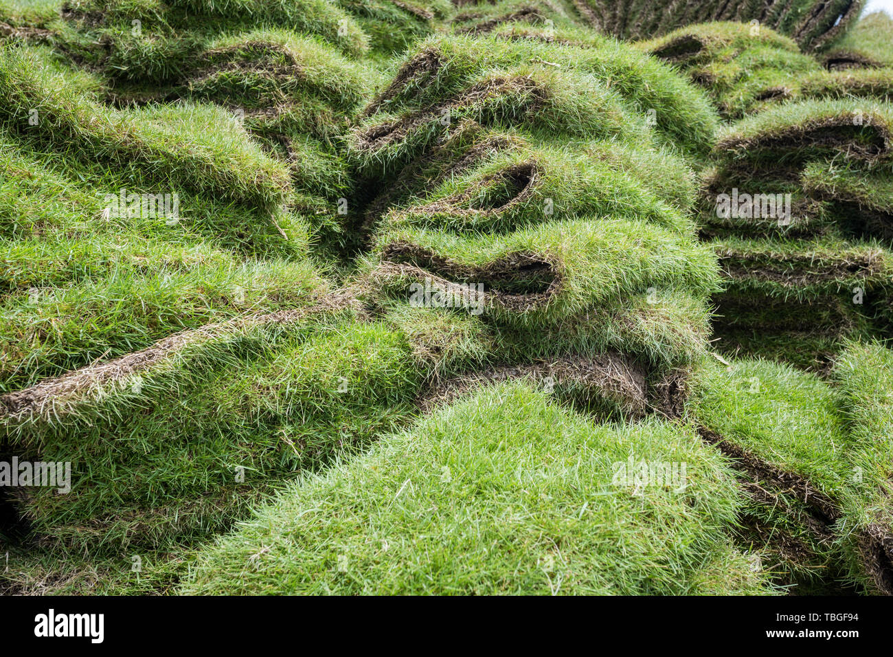 heap of natural grass turfs for garden installing Stock Photo