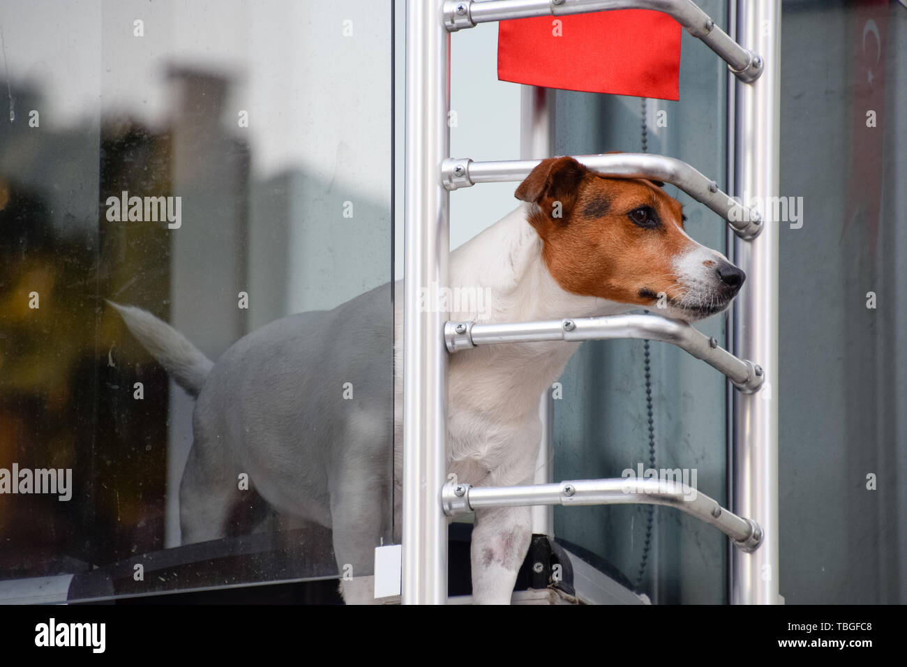 dog on a balcony peeking over a metal railing. Turkey flag on the