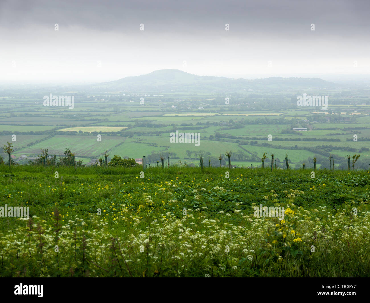 The Somerset Levels and Brent Knoll from Bleadon Hill in the Mendip Hills National Landscape, England. Stock Photo
