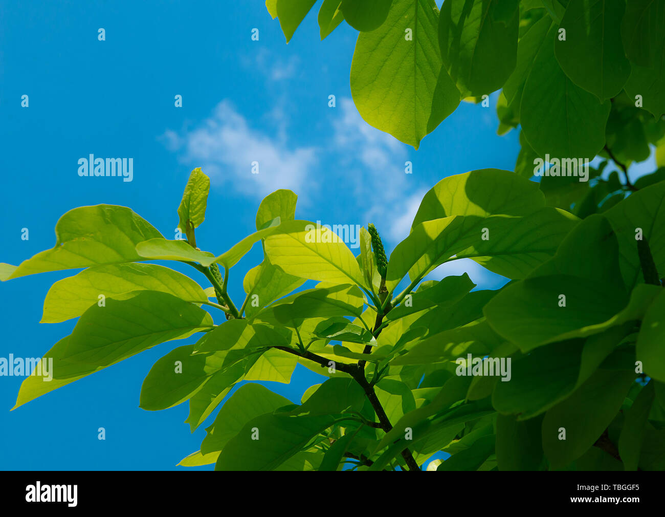 Summer sun between green leaves hi-res stock photography and images - Alamy Summer sun between green leaves hi-res stock photography and images - Alamy