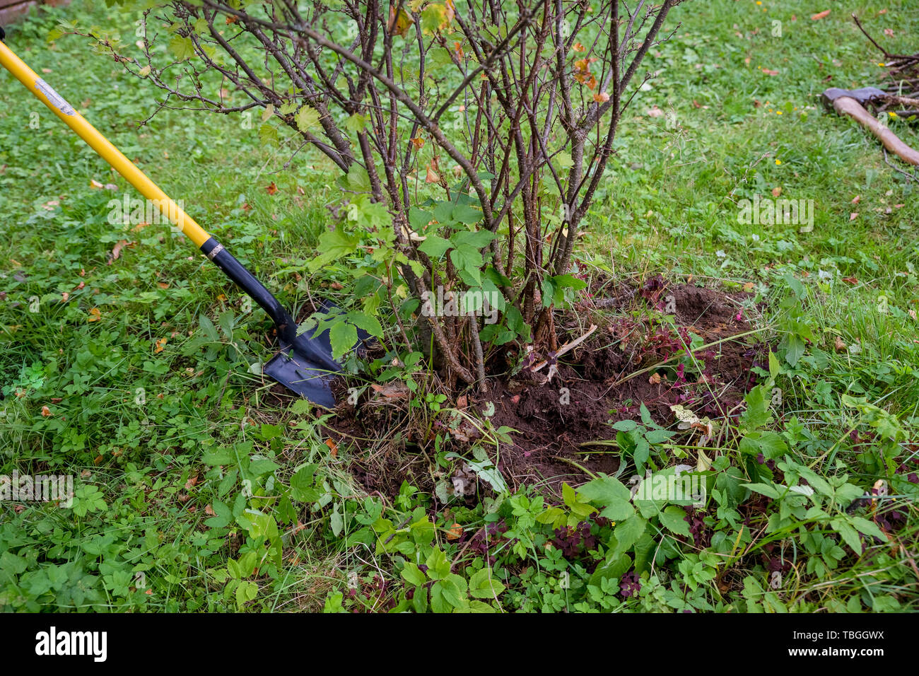 Digging out an old currant shrub with a garden shovel in the summer garden.works in a garden, the man digs a shovel a hole in the earth for landing of Stock Photo