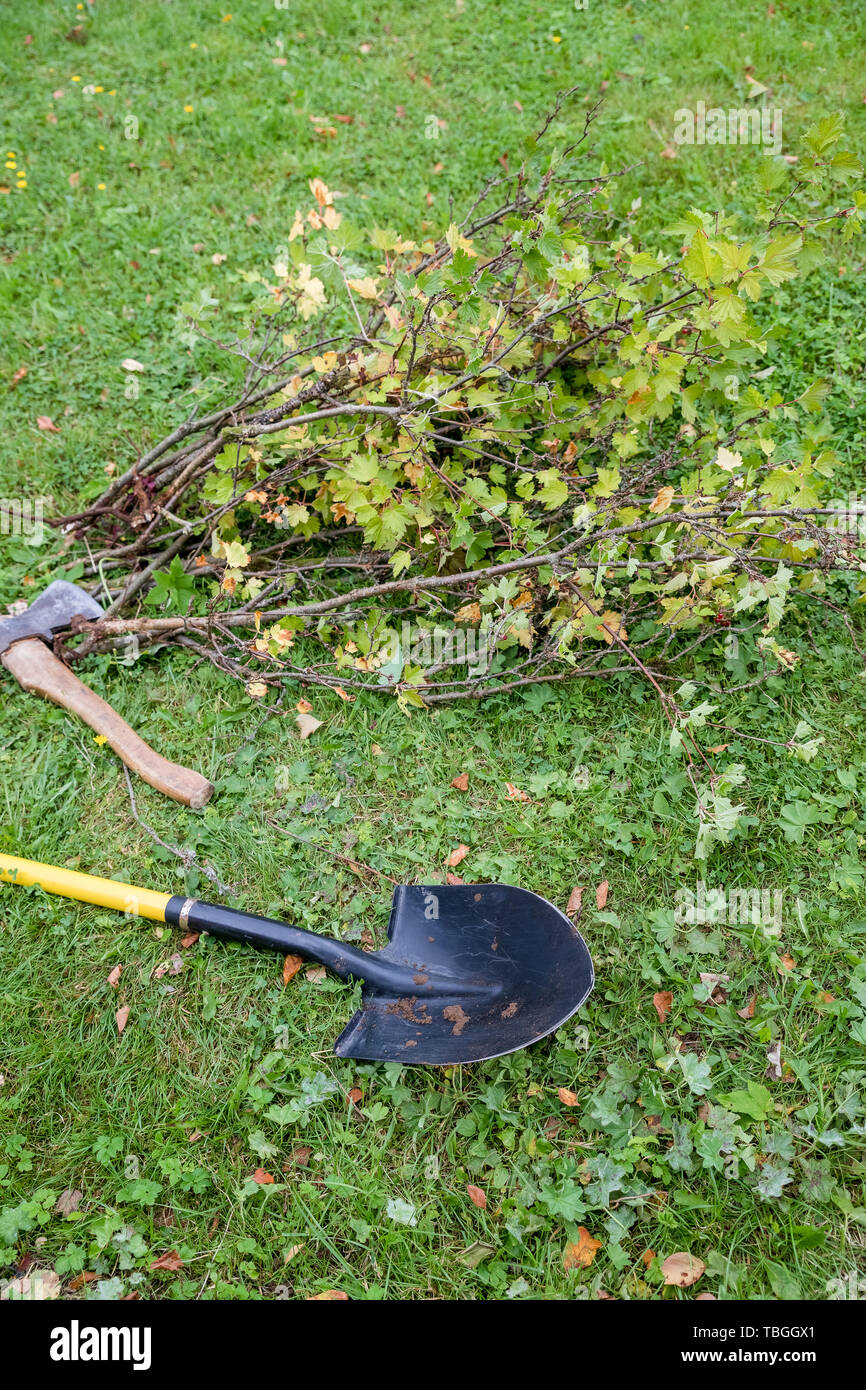 Digging out an old currant shrub with a garden shovel in the summer garden.works in a garden, the man digs a shovel a hole in the earth for landing of Stock Photo