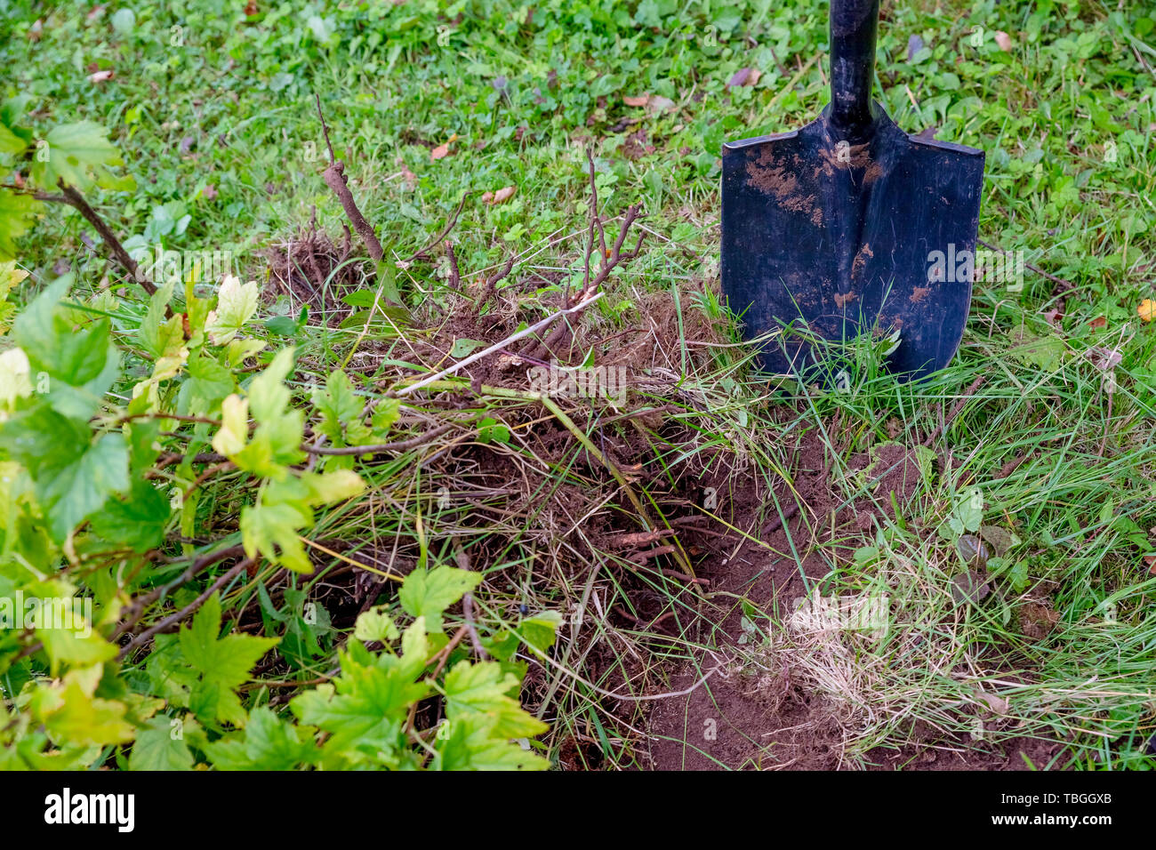 Digging out an old currant shrub with a garden shovel in the summer garden.works in a garden, the man digs a shovel a hole in the earth for landing of Stock Photo