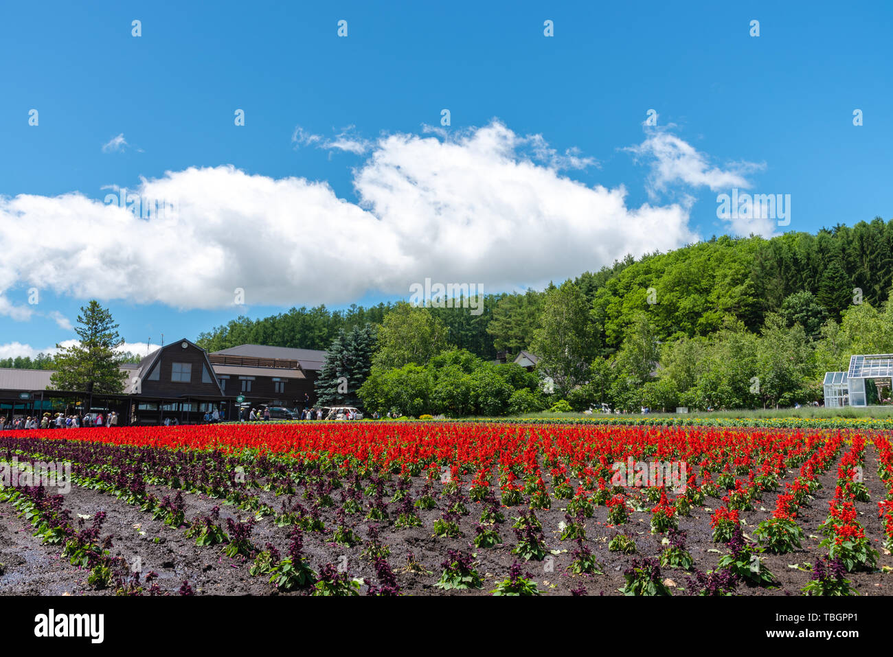 View of full bloom colorful multiple kind of flowers in summer sunny day at Farm Tomita, Furano, Hokkaido, Japan Stock Photo