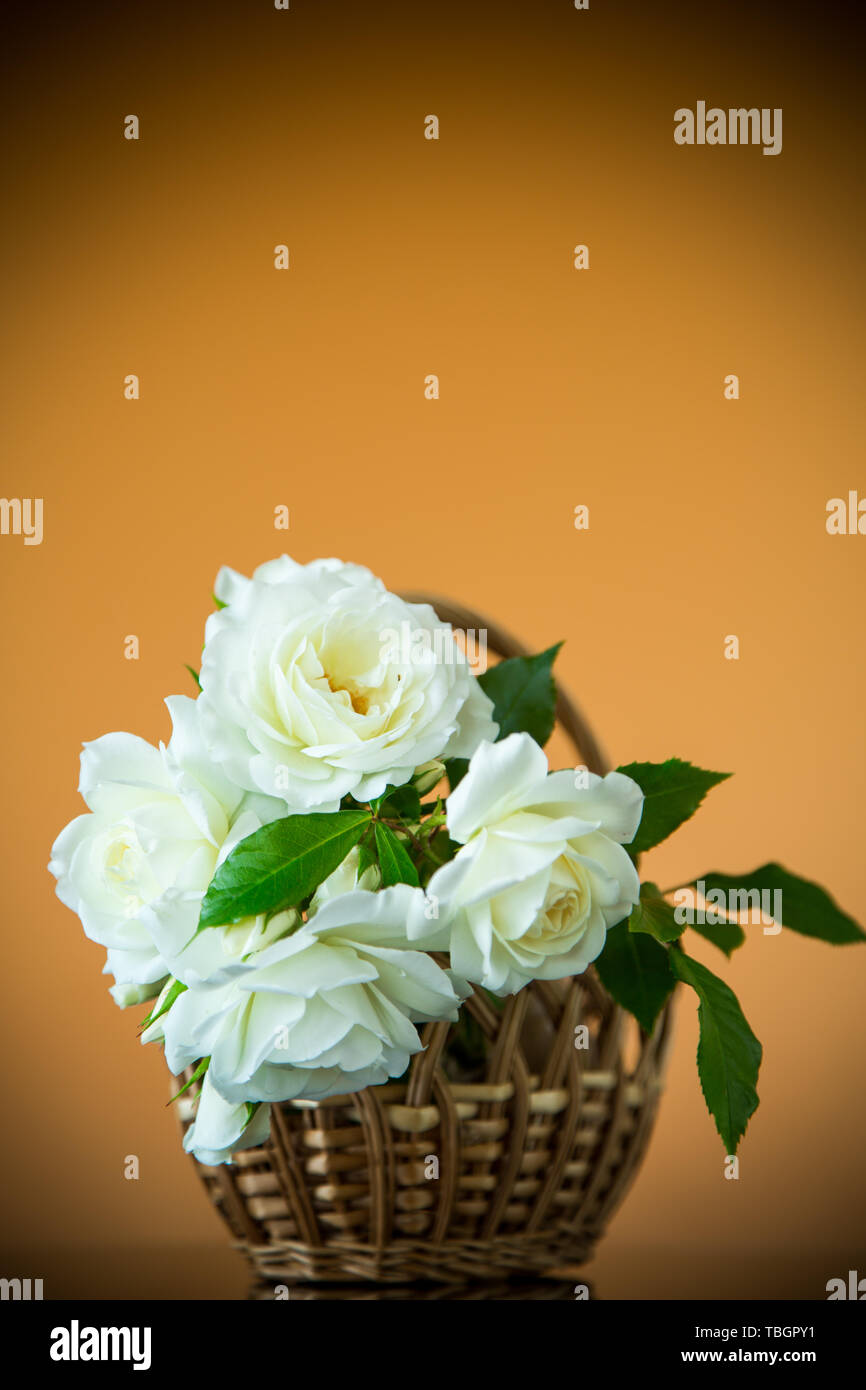 bouquet of beautiful white roses on a orange Stock Photo - Alamy