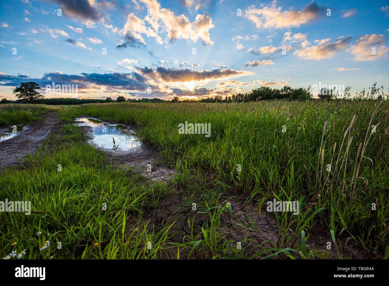 dramatic red sunset colors in the sky above trees and fields. summer