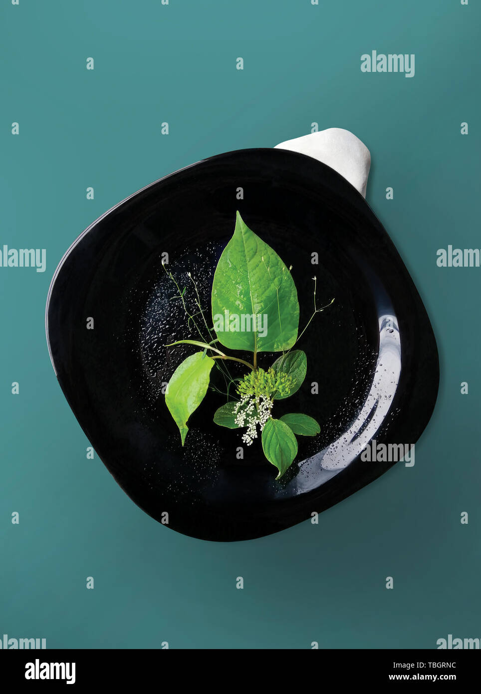 A bouquet of plants, leaves and flowers, in a black plate isolated on a green background. Floristic composition, environment poster on canvas A3 size  Stock Photo