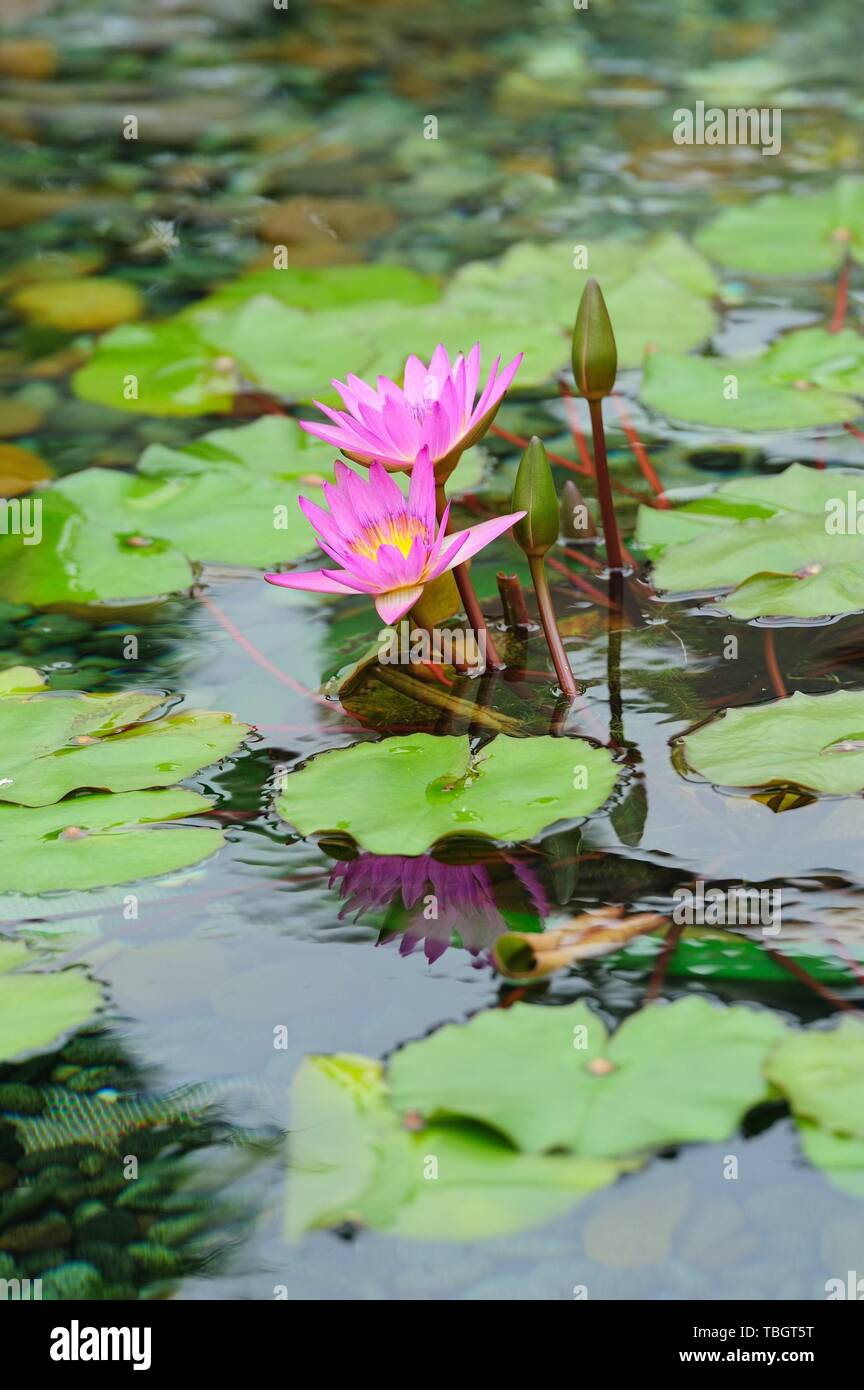 Water Lily in garden in Hong Kong Stock Photo Alamy