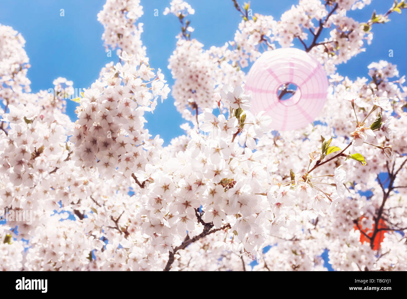 Beautiful Cherry Blossom Season - Sakura Flower or Cherry Blossom With blue sky Stock Photo