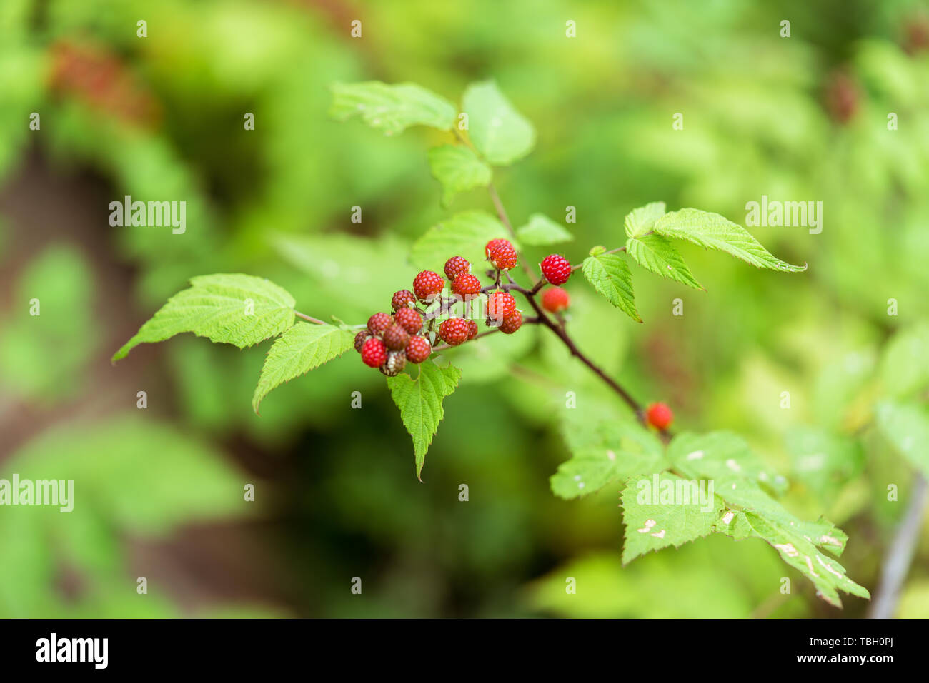 Red raspberry fruit in the wild Stock Photo - Alamy