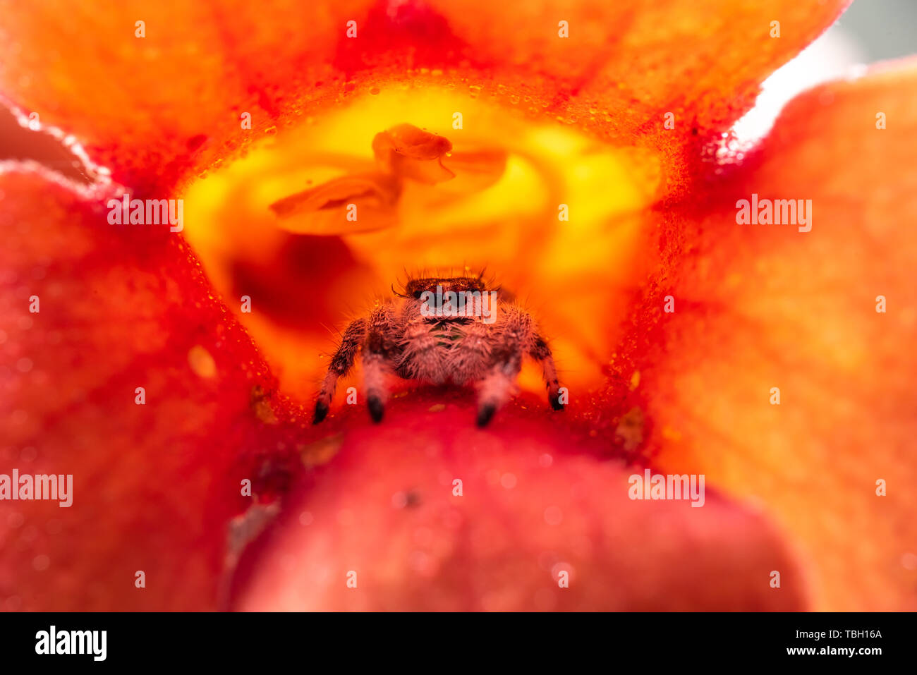 Jumping spider in flowers Stock Photo Alamy