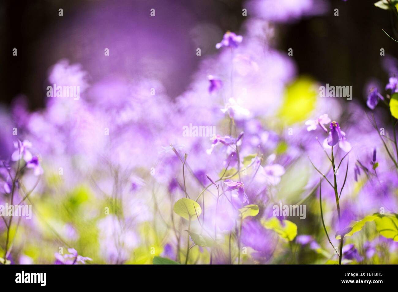 Asia spring scenery hi-res stock photography and images - Alamy