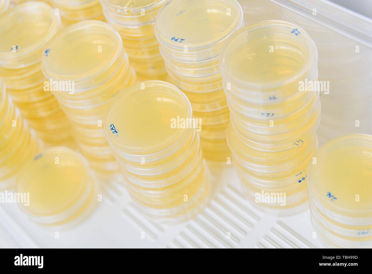 Stack of petri dishes with cultures in agar algae Stock Photo Alamy