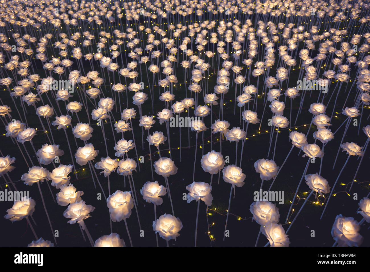 Artificial light flowers, Light rose flowers at night Stock Photo Alamy