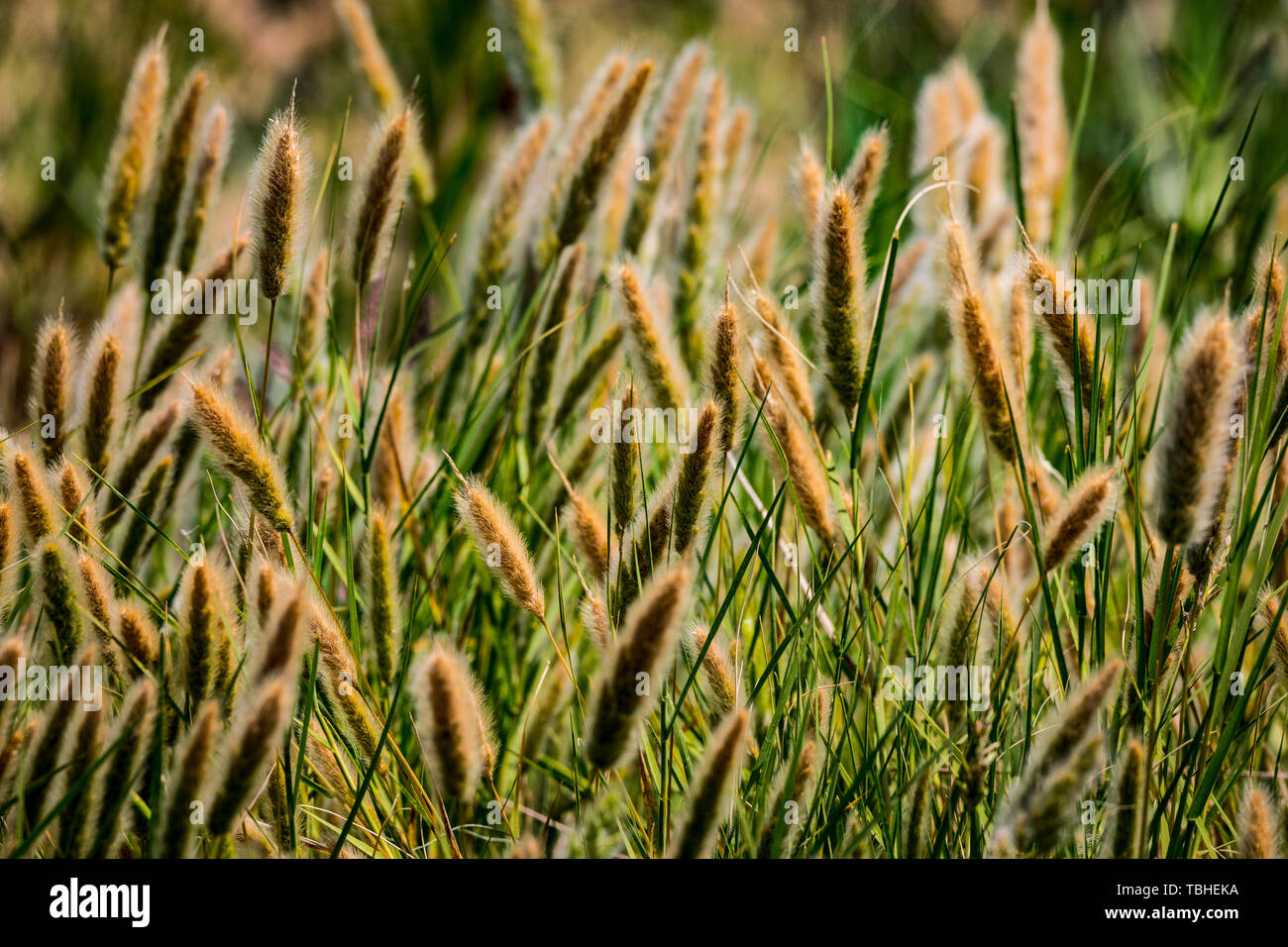 Wild foxtail grass growing at the Merced National Wildlife Refuge in the Central Valley of California USA Stock Photo