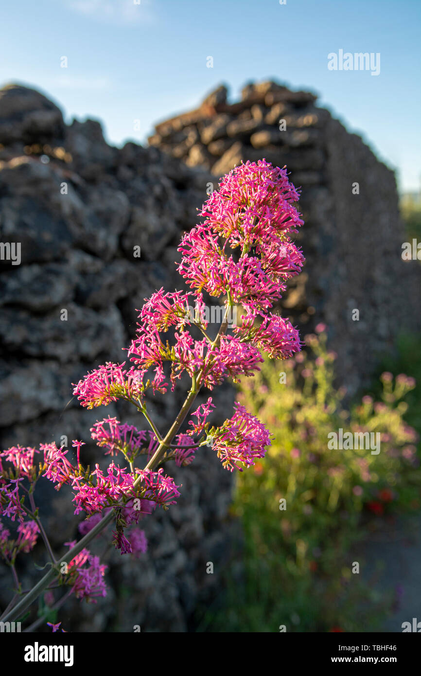 Flora of Mount Etna volcano, seasonal blossom of pink Centranthus ruber ...