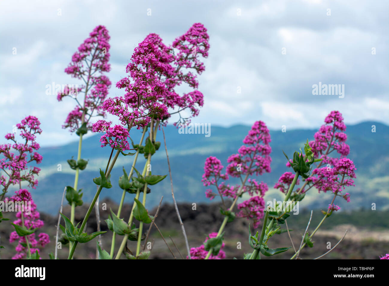Flora of Mount Etna volcano, seasonal blossom of pink Centranthus ruber Valerian or Red valerian, popular garden plant with ornamental flowers. Stock Photo