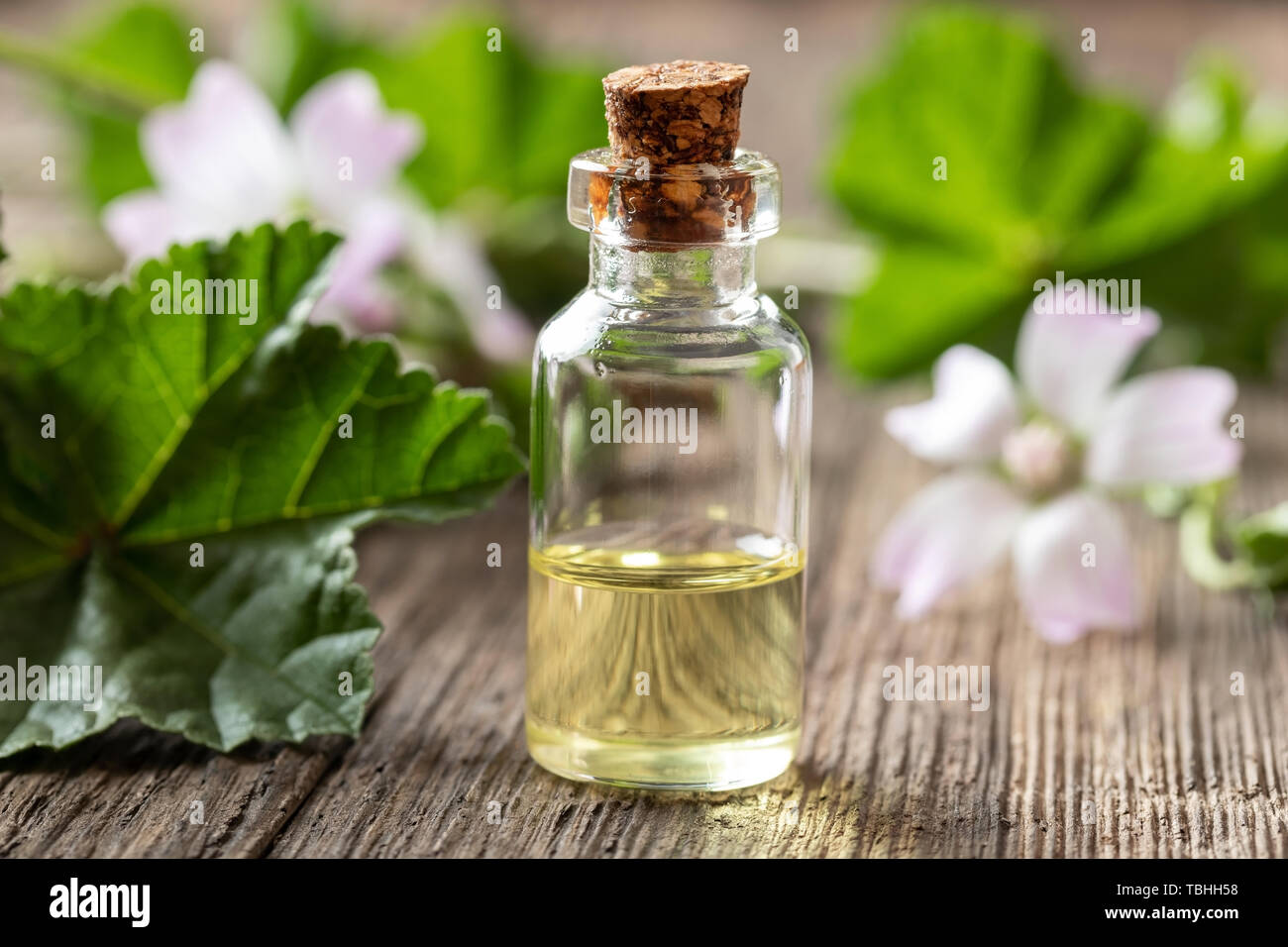 A bottle of common mallow essential oil with fresh blooming malva neglecta plant in the background Stock Photo