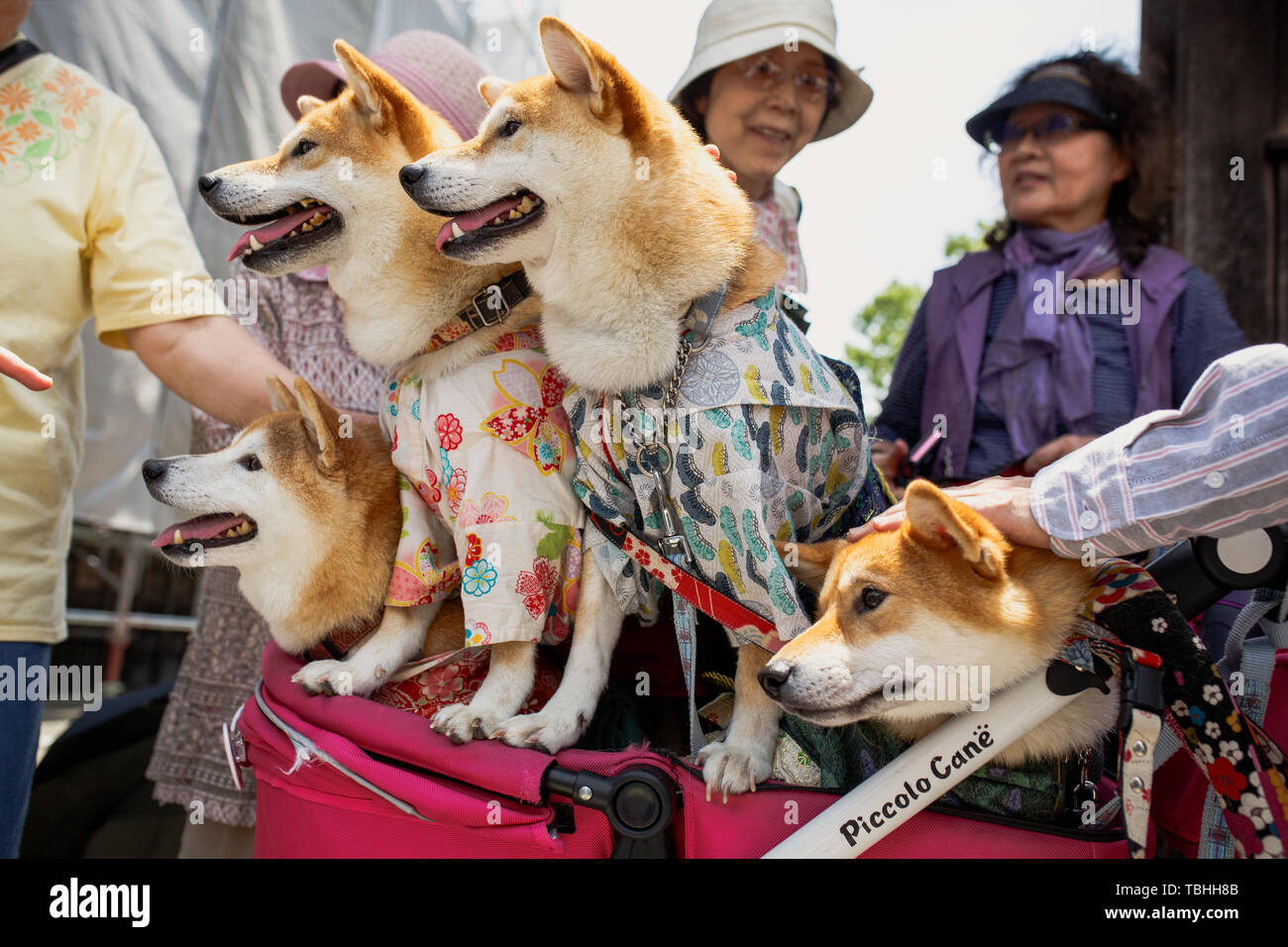 Dogs dressed in traditional yukata,  costumes during a festival centered around the Arimatsu in Nagoya. Thirty young successors showed the 400-years old inherited techniques “Tie-Dyeing technique” including over 100 different procedures, along the section of the Old Tokaido Route that runs within the district. Stock Photo