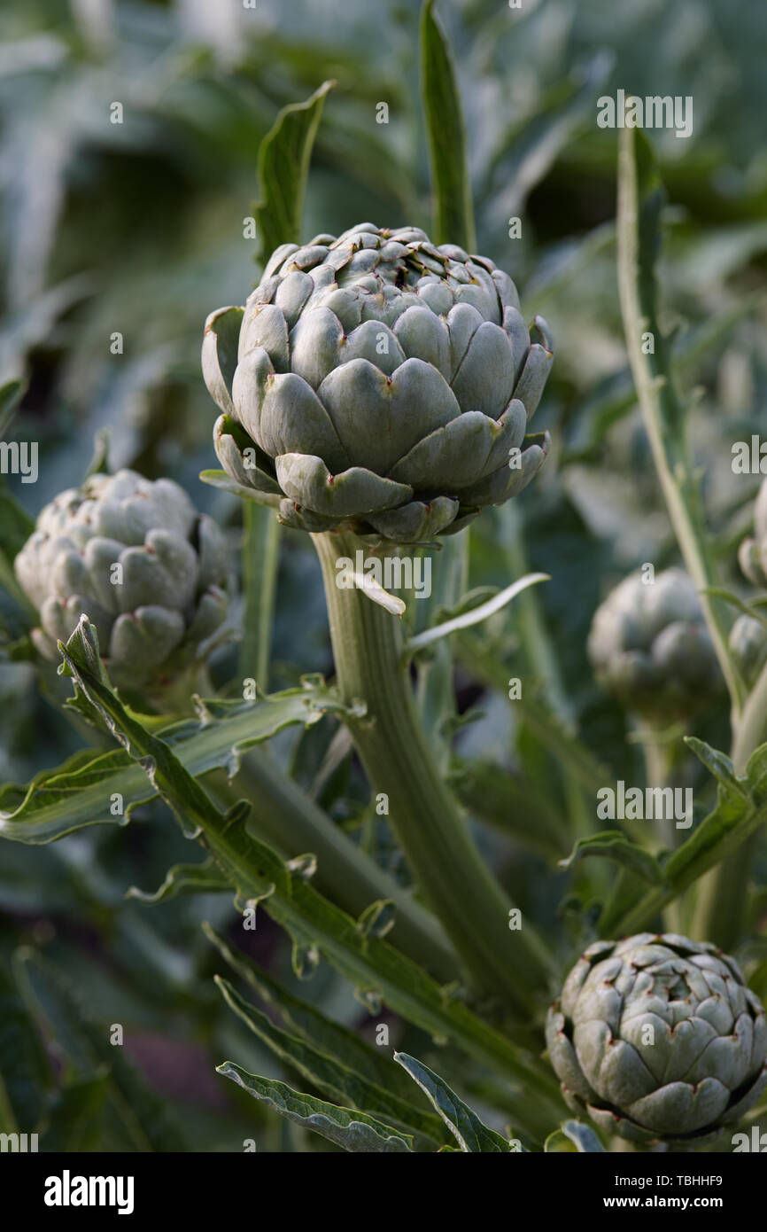 Fresh green artichokes growing in vegetable garden, close up view Stock