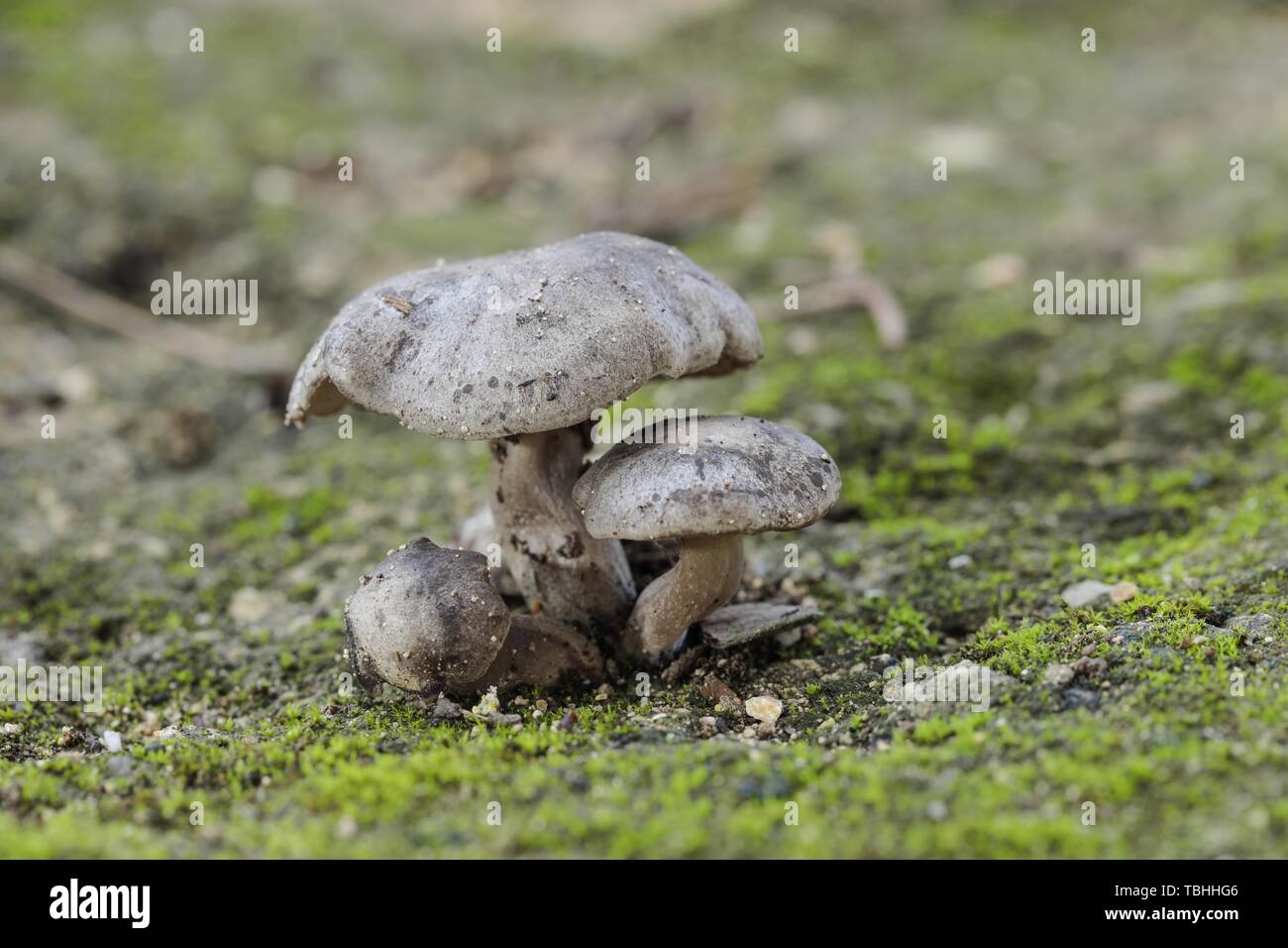 Tuft of Three Lyophyllum littorina fungi Stock Photo