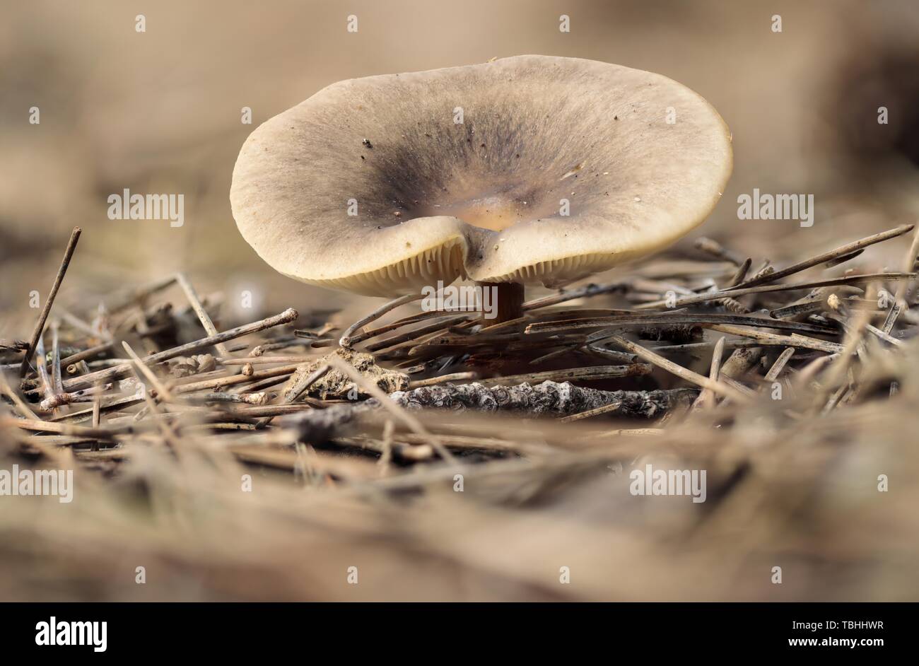 Melanoleuca cognata, spring cavalier, fungus Stock Photo