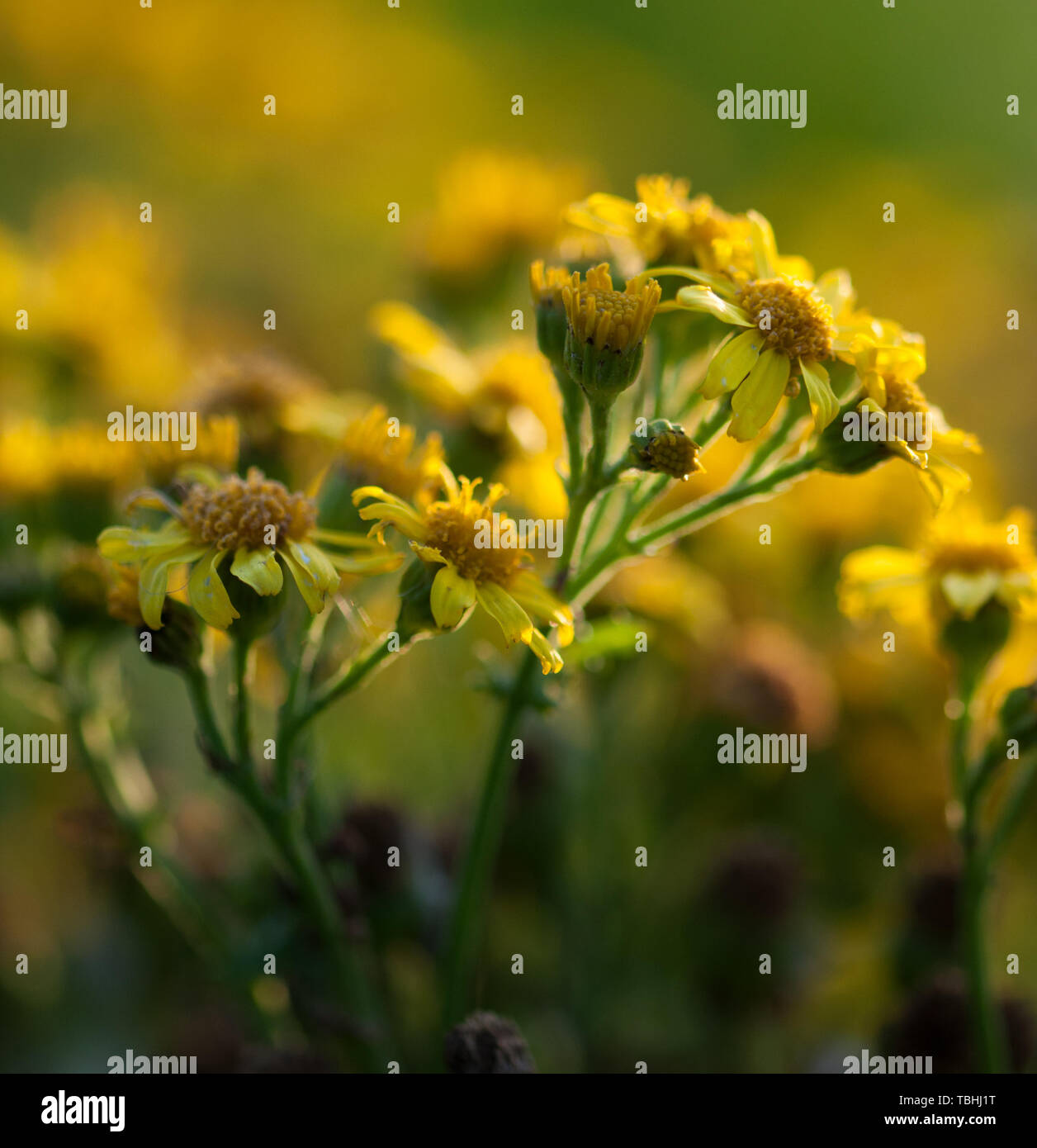 Alyssum flower hi-res stock photography and images - Alamy