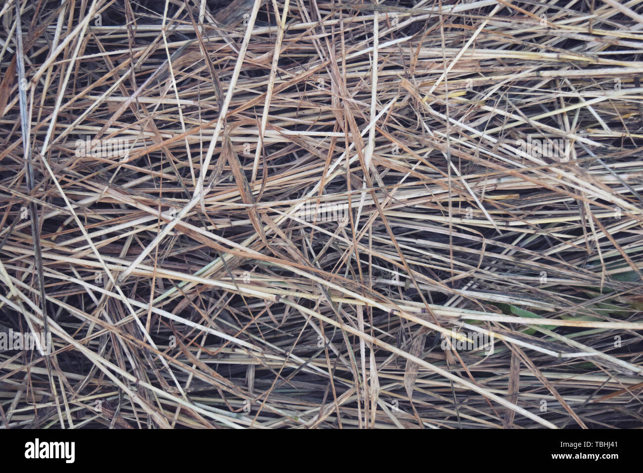 Hay Background, Hay Wallpaper, Hay Background Macro Nature Stock Photo