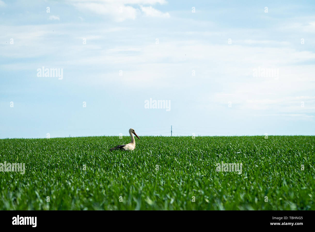 Stork bird hunting in agricultural crop field Stock Photo