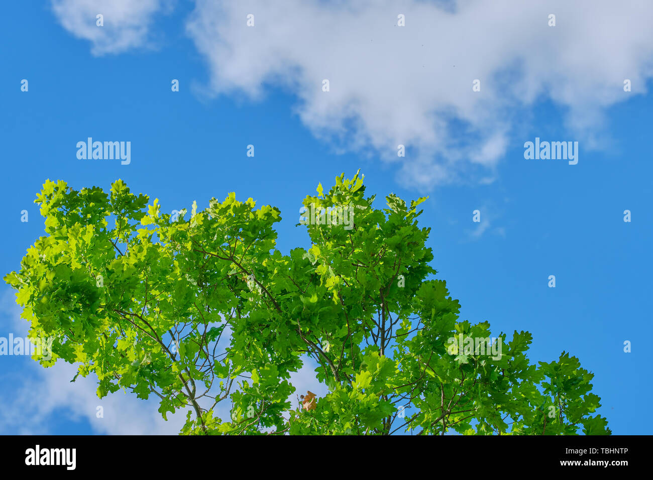 branches of an oak tree against blue cloudy sky Stock Photo - Alamy