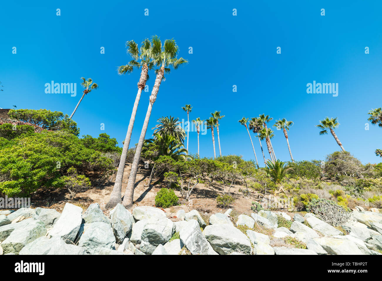 Palm trees by the sea in Laguna Beach, Orange County. Southern
