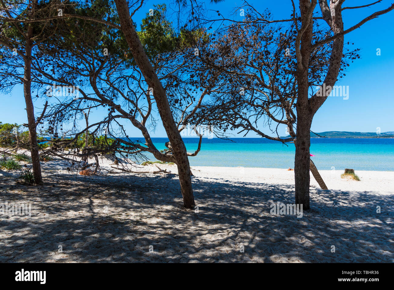 Pine trees and white sand in Maria Pia beach, Alghero. Sardinia, Italy  Stock Photo - Alamy