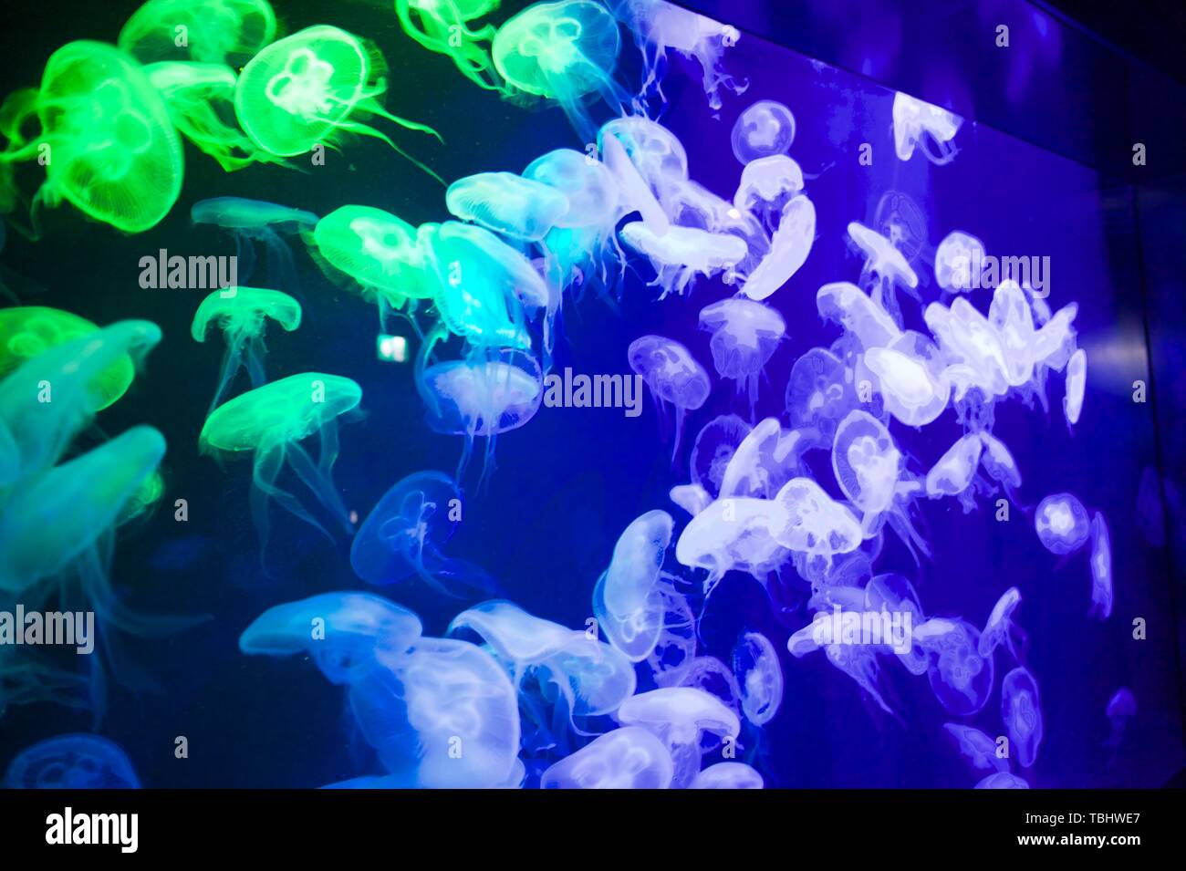 Jellyfish under water hi-res stock photography and images - Alamy