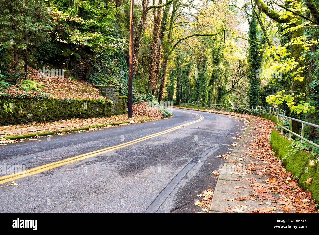 Empty asphalt road through forest hi-res stock photography and images ...