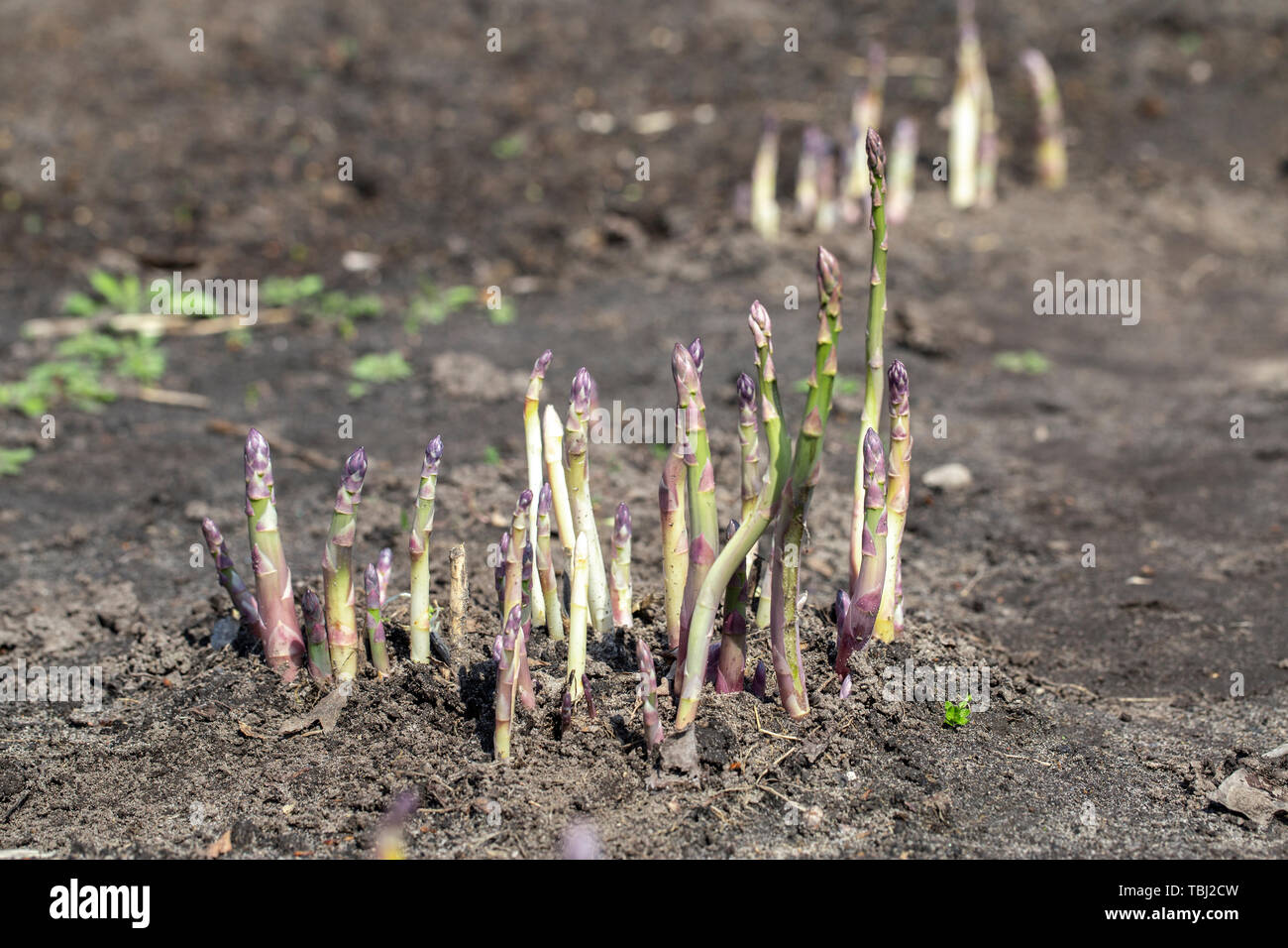 thick sprouts of asparagus grow in the garden on the farm. space for