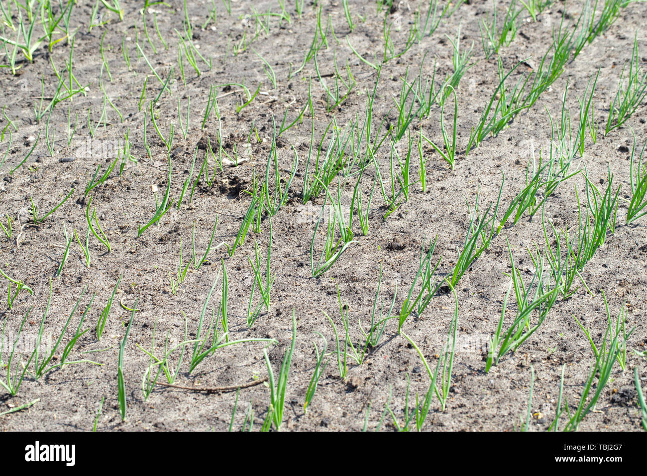 Onion beds hires stock photography and images Alamy