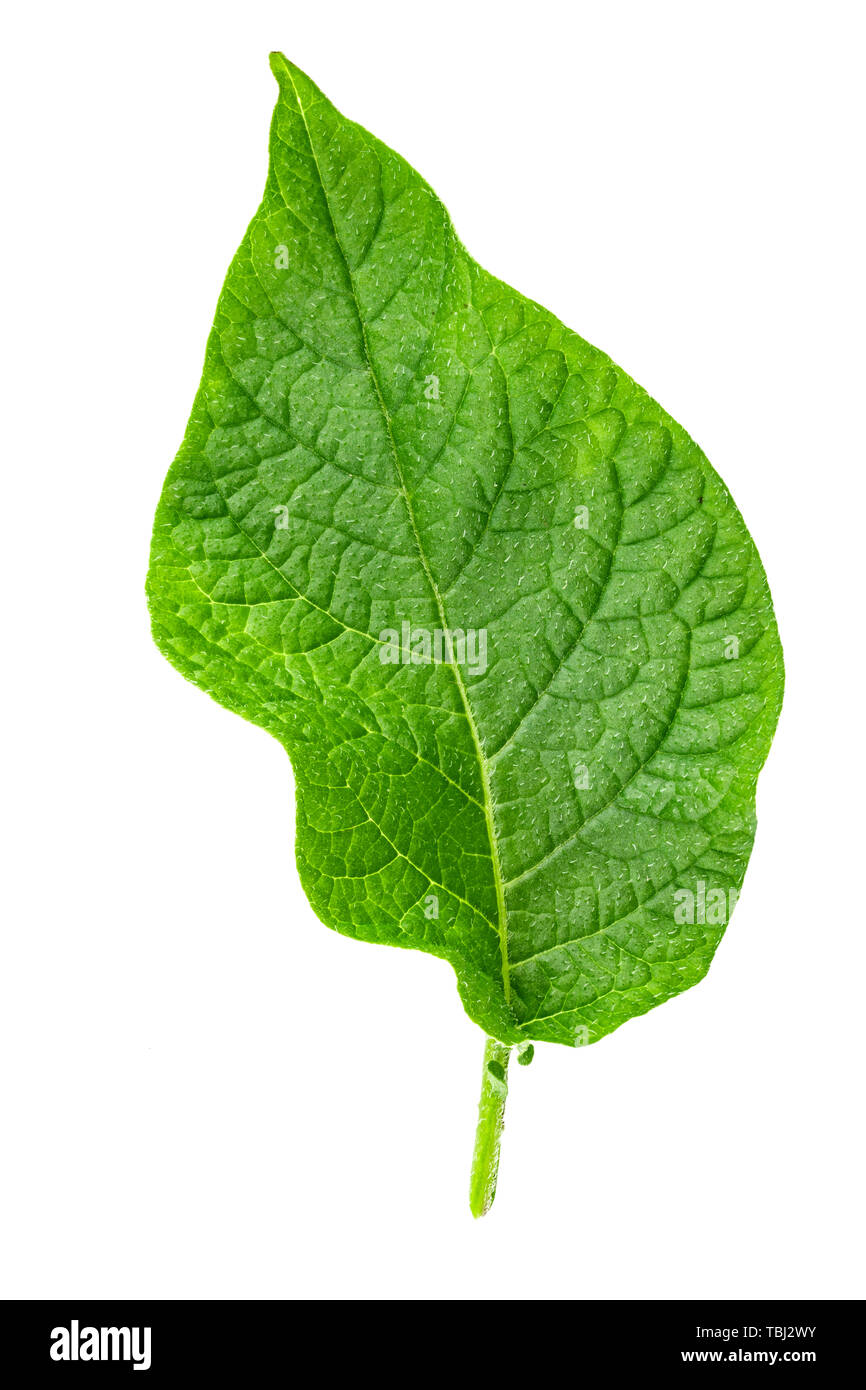 fresh green leaf of potato plant isolated on white background. file ...