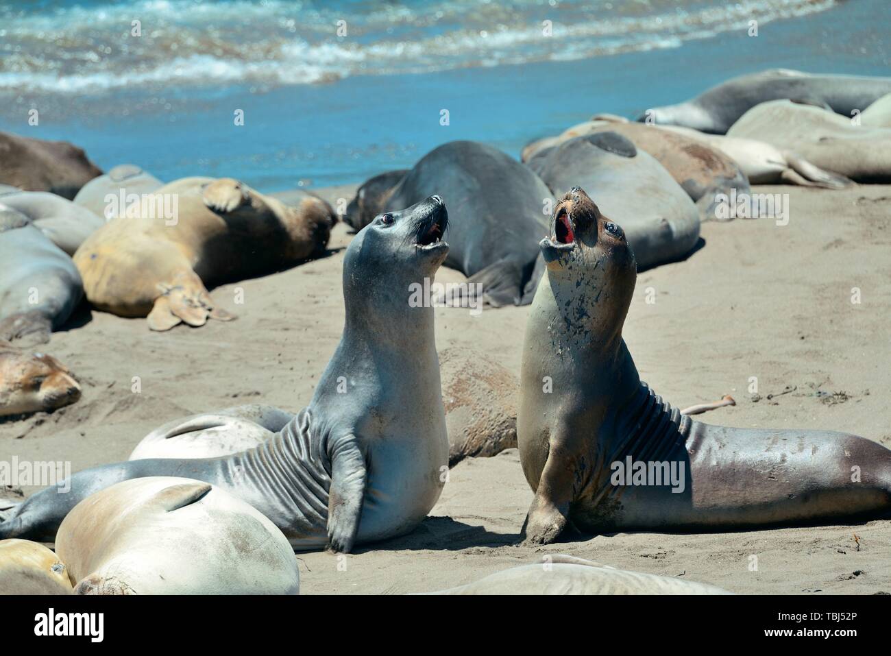 Seal rest on beach in Big Sur California. Stock Photo