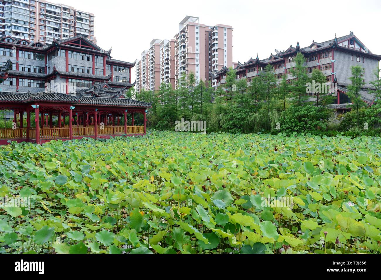 Antique architecture and lotus pavilion lotus Stock Photo Alamy